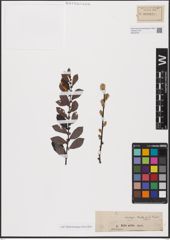 Foto von Salix aurita L.